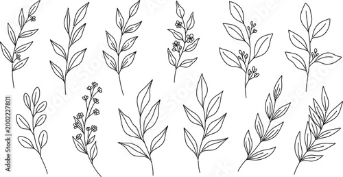 Hand drawn botanical illustration delicate floral branches and leaves pattern