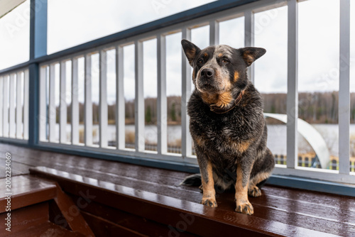 Konstfotografi Australian Cattle Dog Standing Deck Ears Pricked Attentive Posture Wooden Floorb