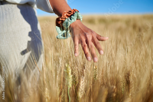 Woman's hand touching golden wheat in field