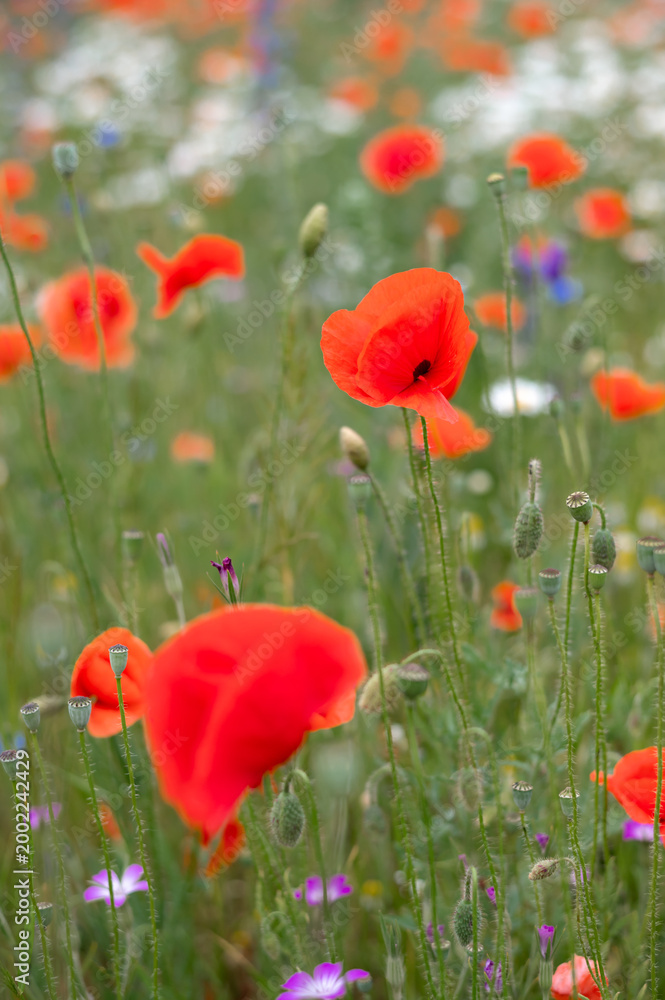 Obraz premium Close up of a poppy flower in a poppy field. Bright summer scene in natural light, vivid red color, blooming and natural beauty.