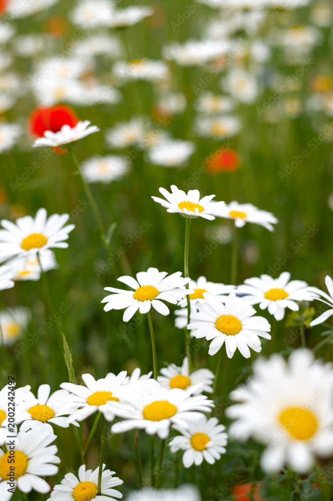 Fototapeta premium Close up of daisies in a chamomile and poppy field. Summer floral scene in natural light, freshness of nature, vibrant colors and calm atmosphere. 