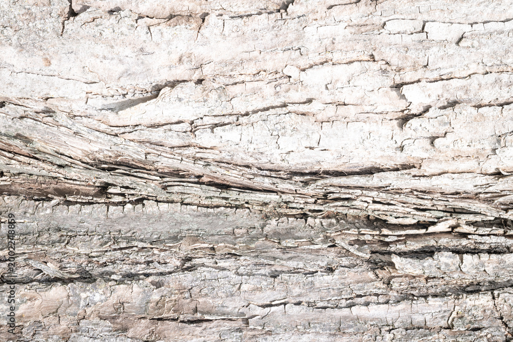 Fototapeta premium Light Minimal Bark Texture – Soft Poplar Wood Background