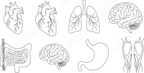 Human organs medical illustration vector icons Vector