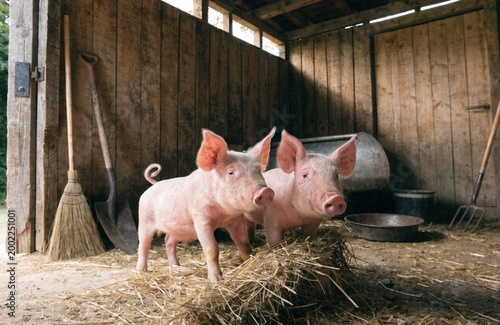 Pink pig in a warm farm environment