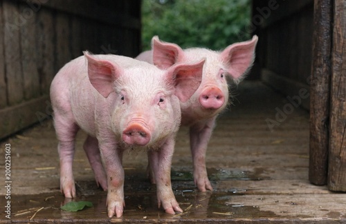 Pink pig in a warm farm environment
