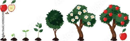Apple tree life cycle from seed and sprout to flowering and fruit bearing stages, plant growth infographic vector isolated on white