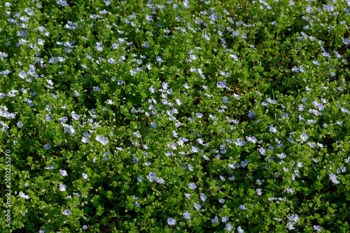 Dense blue speedwell (Veronica) wildflower carpet, green spring meadow texture