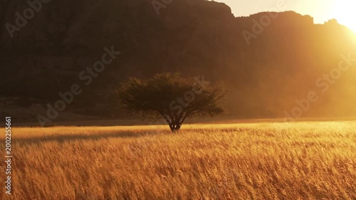 Lone acacia tree stands in golden savanna grassland bathed in warm sunset light. Dry grass sways gently as sun sets behind rugged mountain silhouettes creating a serene African landscape scene.