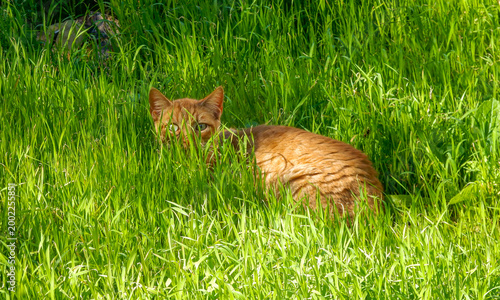 A beautiful orange cat watching curiously from a green meadow (Tenerife, Canary Islands, Spain).