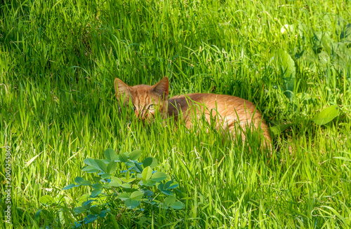 Foto A beautiful orange cat watching curiously from a green meadow (Tenerife, Canary Islands, Spain)