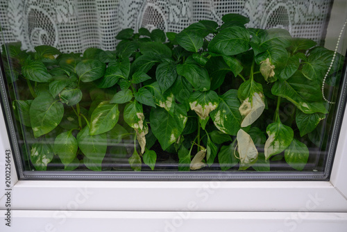 Принти на полотні Pepper seedlings behind glass with partially burnt leaves.