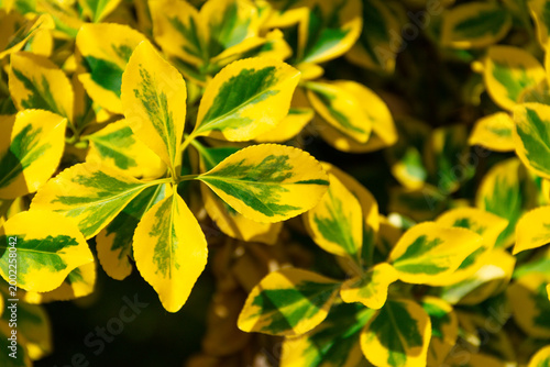 Close-up view of variegated yellow and green shrub leaves with sunlit highlig...