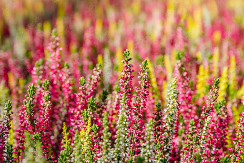 Obraz premium Colorful flowers grow in a garden field during bright sunlight in the summer months attracting many visitors observing nature