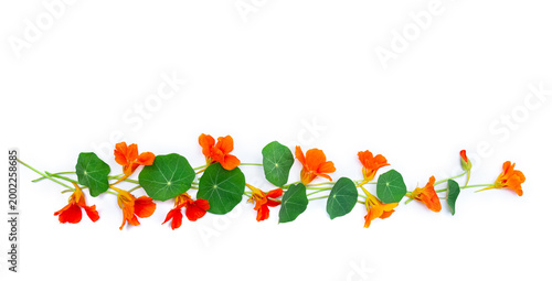 Flat lay of edible orange nasturtium flowers and green leaves arranged on white background, top view, copy space
