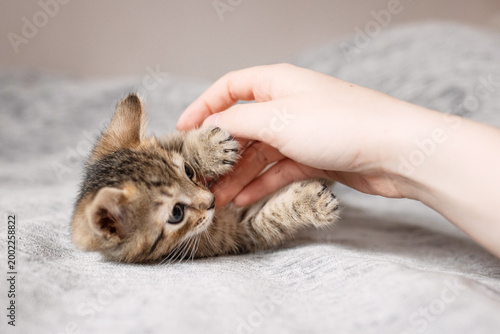 A gray kitten plays with its owner's hand on a light blanket at home