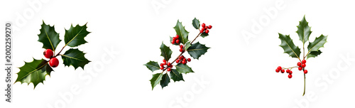 Christmas holly leaf with berries, isolated on white background