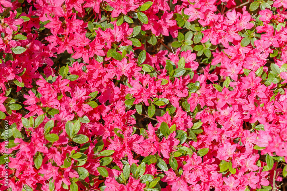 Obraz premium Bright pink flowers fill the garden in spring under the warm sunlight during the afternoon