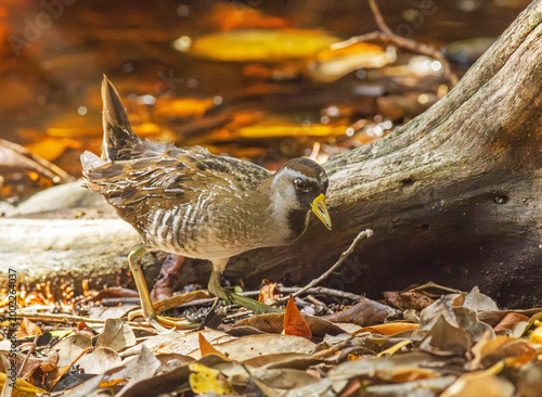 Obraz na płótnie Sora Bird in Swamp