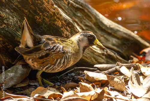 Foto Sora Bird in Swamp