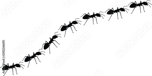 Black ants marching in a diagonal line across a white background insect insects