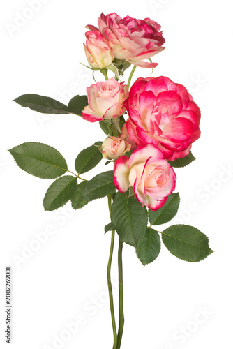 rose flower isolated