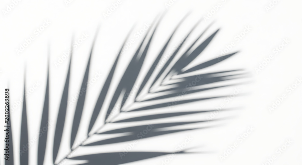Fototapeta premium Abstract tropical leaf shadow a study in light and form