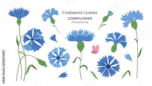 Cornflower Centaurea cyanus vector set with blue wildflowers, buds, stems, leaves and petals. Hand drawn botanical flat illustration with butterfly, isolated on white background