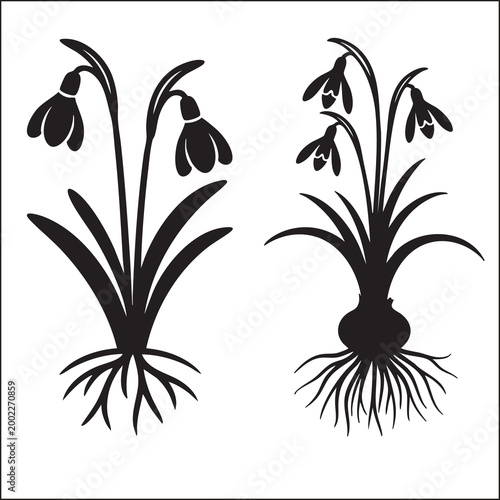 Garden snowdrop flower vector, Snowdrop