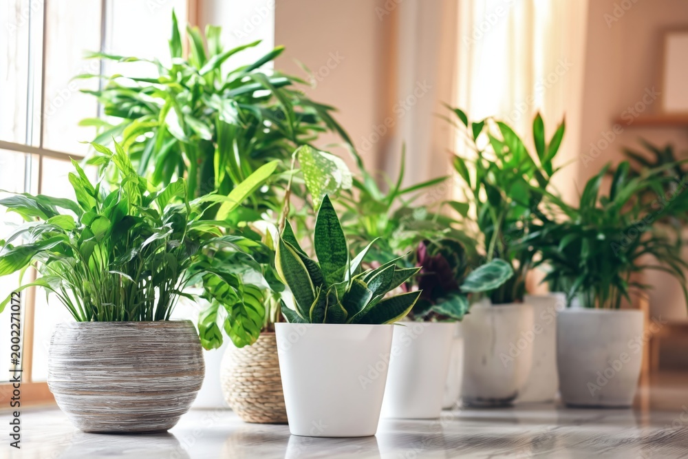 Fototapeta premium Plants Placed on a Shelf in a Bright Room During the Afternoon Light