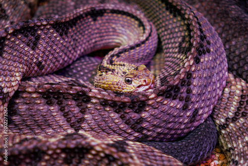 Canvastavla A western diamondback rattlesnake (Crotalus atrox)