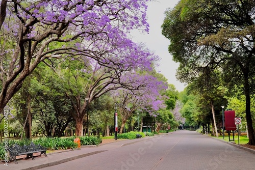 Fotografía Mexico City Park Avenue With Blooming Jacarandas (Mexico City, Mexico)