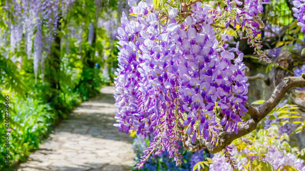 Obraz premium Wisteria blooms hang above a stone path in a garden setting during springtime
