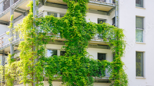Foto Vine plants grow on building exterior in urban area with balconies and windows d
