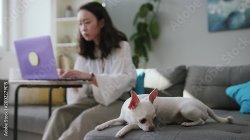 Shooting of calm sweet Chihuahua laying on bed in forefront. Young Asian woman browsing on Internet, using violet laptop. Cozy apartment. Indoors.
