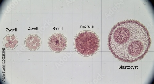 Stages of Embryonic Development Under a Microscope