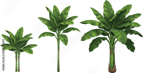 Realistic illustration of banana plants in three different stages, showcasing lush green leaves and natural growth in a tropical environment