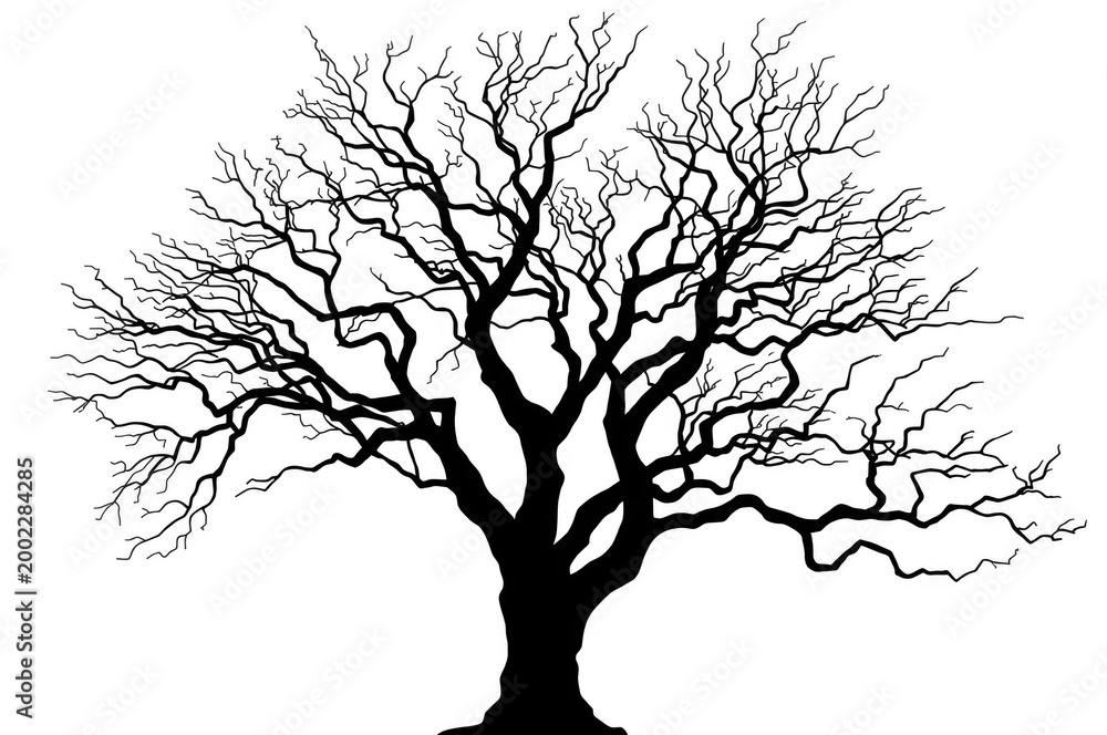 Obraz premium Bare winter tree silhouette with branches on transparent background