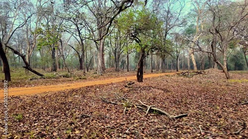 View of a forest area with trees, dry leaves, and grass during daytime in an open landscape