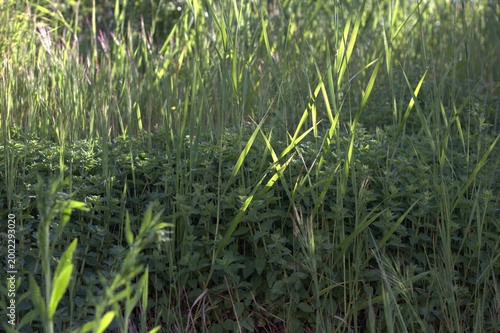 Photos champ herbe prairie  soleil été vert arrière-plan macro vert claire