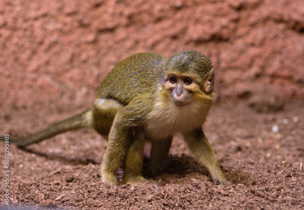 Obraz premium Northern talapoin