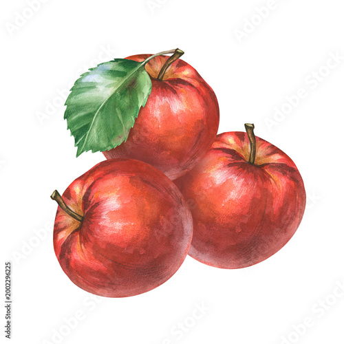 Realistic botanical composition with three red apples and a green leaf on an isolated background. Watercolor illustration is an illustration for premium food packaging, botanical prints, textile