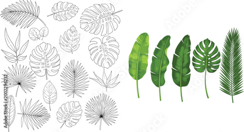 Tropical leaf collection set with black outline and colored green banana monstera and palm leaves on white background vector illustration