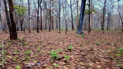 Walking through a quiet forest with tall trees and fallen leaves on the ground during cloudy weather