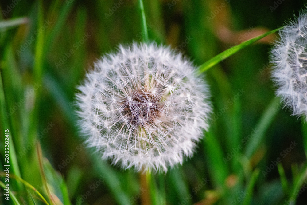 Fototapeta premium White balloon of air dandelion, macro