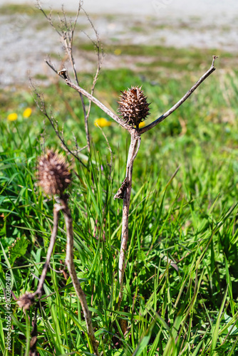 Fotografía Mystical thorn, reminiscent of rasp