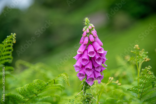Wild Foxglove Among Bracken Ferns on English Hillside