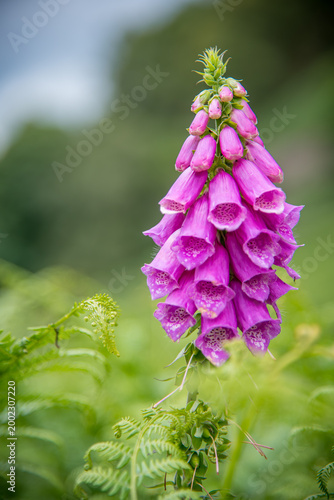 Pink Foxglove Spire in Bloom, English Countryside