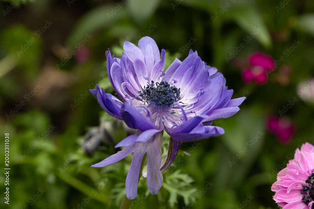Fototapeta premium Vibrant Purple Anemone Flower in Bloom