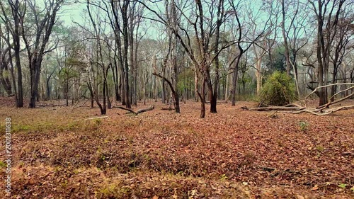 Walk through a forest with trees and dry leaves on the ground during daylight hours in an open area