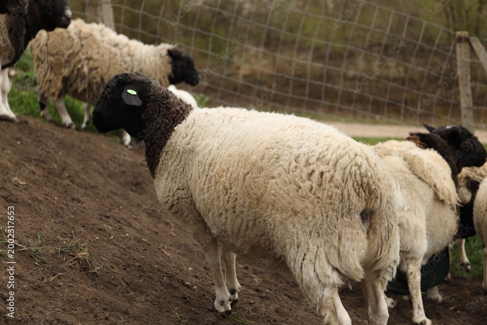 Fototapeta premium Many beautiful sheep grazing outdoors. Farm animals